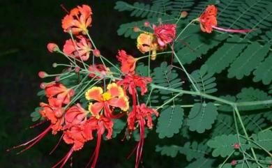 Caesalpinia pulcherrima (L.) Sw. 紅蝴蝶