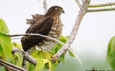 Accipiter virgatus fuscipectus 松雀鷹