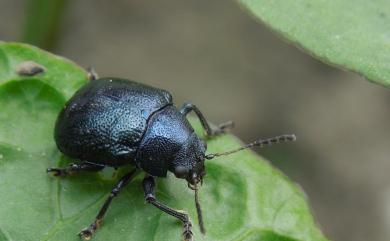 Colasposoma viridicoeruleum Motschulsky, 1860 甘藷猿金花蟲