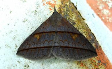 Orthozona curvilineata Wileman, 1915 曲線直帶裳蛾