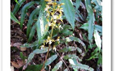 Oreorchis patens (Lindl.) Lindl. 細花山蘭