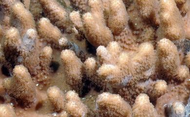 Sinularia tumulosa van Ofwegen, 2008 丘突指形軟珊瑚