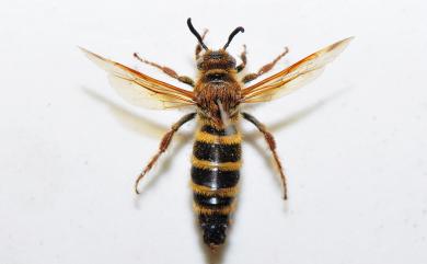 Scoliidae 土蜂科