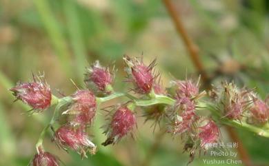 Cenchrus echinatus L. 蒺藜草