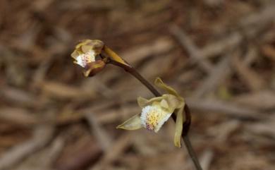 Lecanorchis japonica Blume 日本皿柱蘭