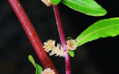 Alternanthera sessilis 蓮子草