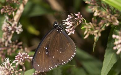 Euploea sylvester swinhoei Wallace, 1866 雙標紫斑蝶