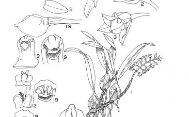 Pholidota cantonensis 烏來石山桃