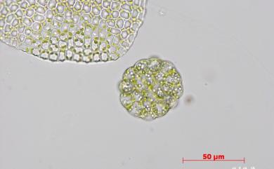 Cololejeunea appressa (A.Evans) Benedix, 1953 薄葉疣鱗蘚