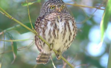 Glaucidium brodiei pardalotum (Swinhoe, 1863) 鵂鶹