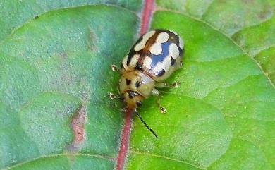 Phola octodecimguttata (Fabricius, 1775) 十八斑瘦金花蟲