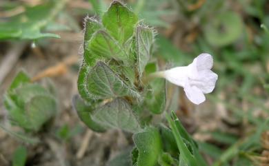 Blechum pyramidatum 賽山藍