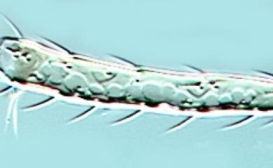 Franklinothrips vespiformis (Crawford, 1909) 細腰兇薊馬
