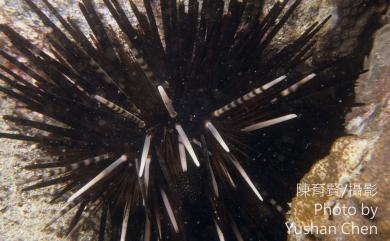 Echinothrix calamaris Pallas, 1774 環刺棘海膽