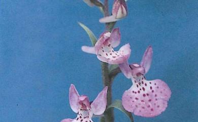 Ponerorchis taiwanensis (Fukuy.) Ohwi 臺灣小蝶蘭