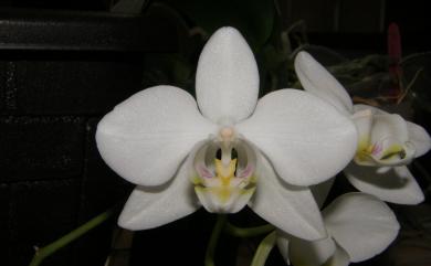 Phalaenopsis aphrodite subsp. formosana 臺灣蝴蝶蘭