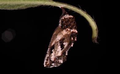 Junonia almana Linnaeus, 1758 眼蛺蝶