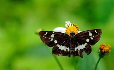 Tagiades tethys moori (Mabille, 1876) 玉帶弄蝶