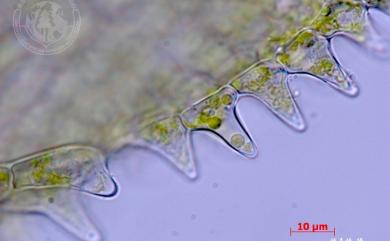 Cololejeunea spinosa (Horik.) Pandé & Misra 刺疣鱗蘚