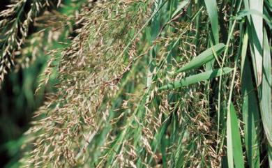 Arundo formosana 臺灣蘆竹