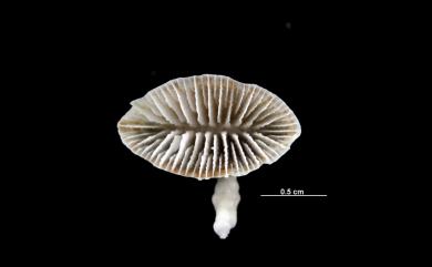 Truncatoflabellum carinatum Cairns, 1989 龍首截扇珊瑚