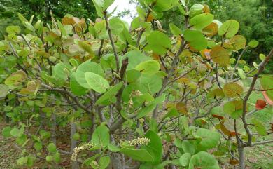 Coccoloba uvifera 海葡萄