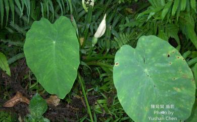 Colocasia formosana 臺灣青芋