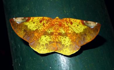 Pseudomiza leucogonia (Hampson, 1895) 黑頂斑黃普尺蛾