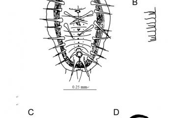 Acanthaleyrode callicarpae Takahashi, 1931 杜虹針粉蝨