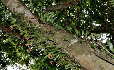 Bulbophyllum albociliatum var. albociliatum (T.S. Liu & H.J. Su) Nakaj. & K. Nakaj. 白毛捲瓣蘭