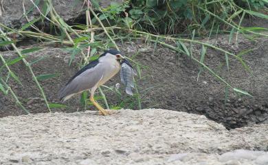 Nycticorax nycticorax (Linnaeus, 1758) 夜鷺