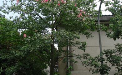 Ceiba speciosa (A.St.-Hil., A.Juss. & Cambess.) Ravenna 美人樹