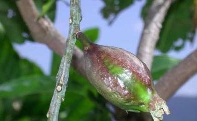 Barringtonia racemosa (L.) Spreng. 水茄冬