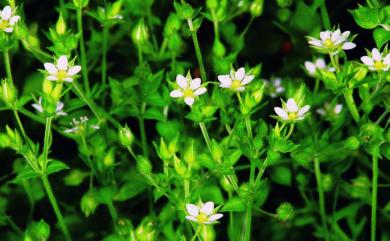 Arenaria serpyllifolia L. 無心菜