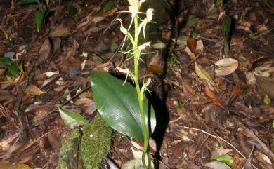 Cryptostylis arachnites 滿綠隱柱蘭