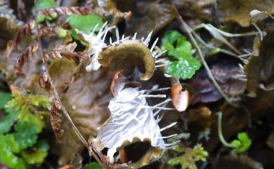 Peltigera neopolydactyla 長根地卷