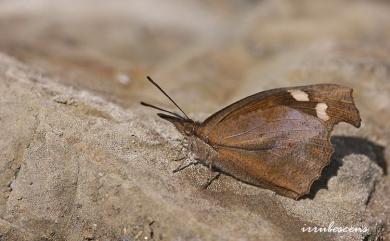 Libythea lepita formosana Fruhstorfer, 1908 東方喙蝶