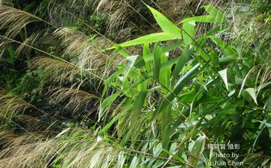 Thysanolaena latifolia 棕葉蘆