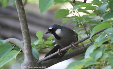 Ianthocincla chinensis (Scopoli, 1786) 黑喉噪眉