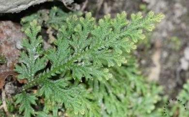 Selaginella moellendorffii Hieron. 異葉卷柏