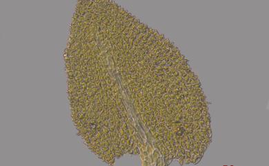 Pelekium versicolor (Hornsch. ex Müll. Hal.) Touw 紅毛鶴嘴苔