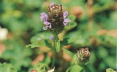 Prunella vulgaris subsp. asiatica 夏枯草