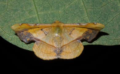 Fascellina plagiata (Walker, 1866) 綠缺口尺蛾