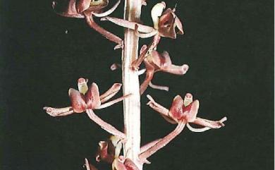 Liparis formosana Rchb.f. 寶島羊耳蘭