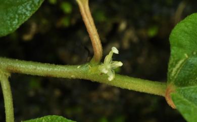 Pouzolzia taiwaniana 臺灣霧水葛