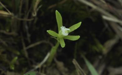 Nervilia cumberlegei Seidenf. & Smitinand 古氏脈葉蘭