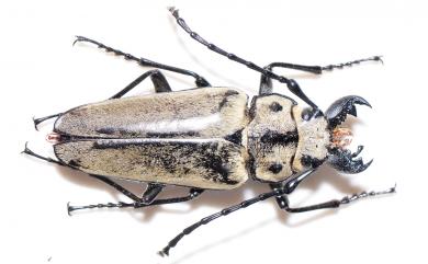 Trictenotomidae 擬鍬甲科