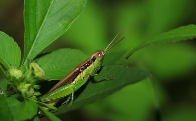 Oxya hyla intricata (Stål, 1861) 小稻蝗