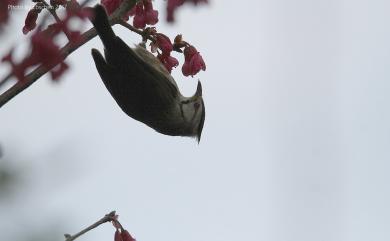 Yuhina brunneiceps Ogilvie-Grant, 1906 冠羽畫眉