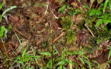 Tipularia odorata 南湖蠅蘭